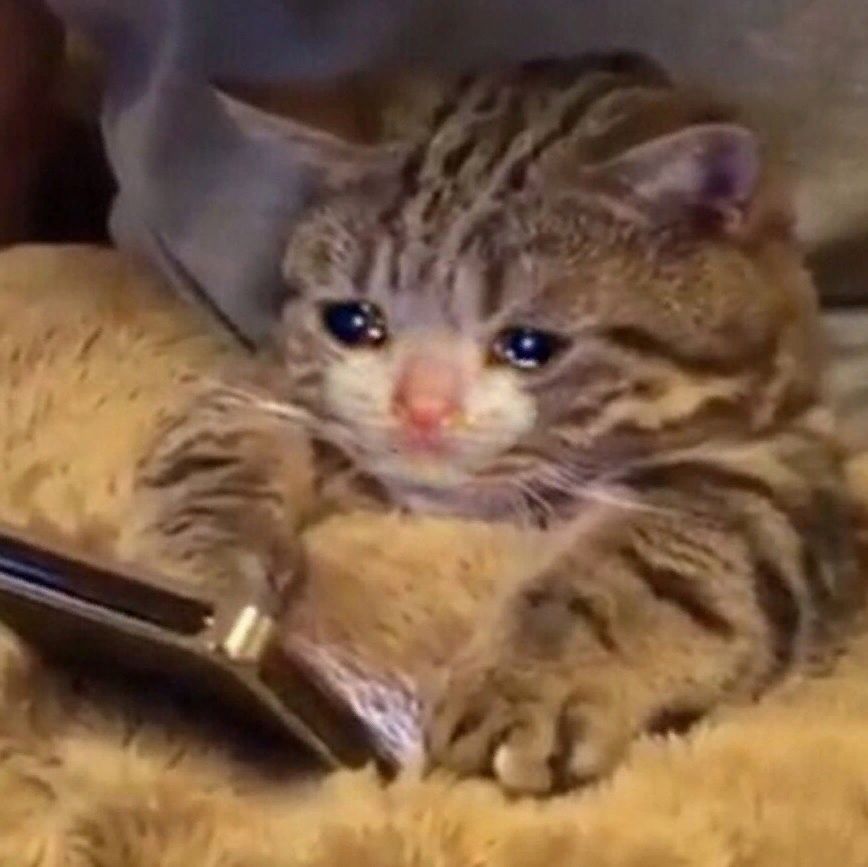 Photo of a cat tucked into bed, crying at a smartphone.